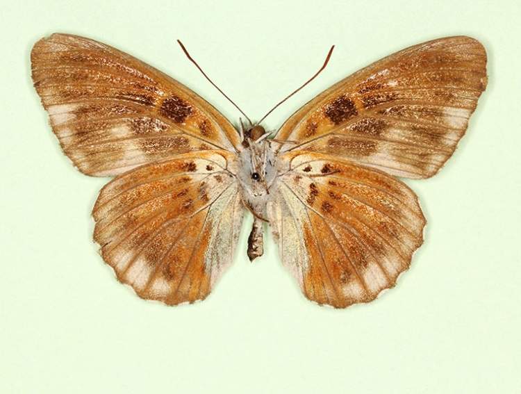Limenitis camilla male (aberrant form nigrina, verso 2) (Internet Image property of respective owner, non-commercial use only)